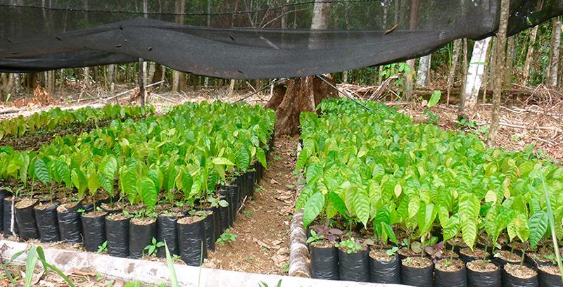 Desarrollo de la oferta productiva de Cacao Fino y de Aroma bajo Sistema Agroforestal de 700 Ha en tres Centros Poblados...